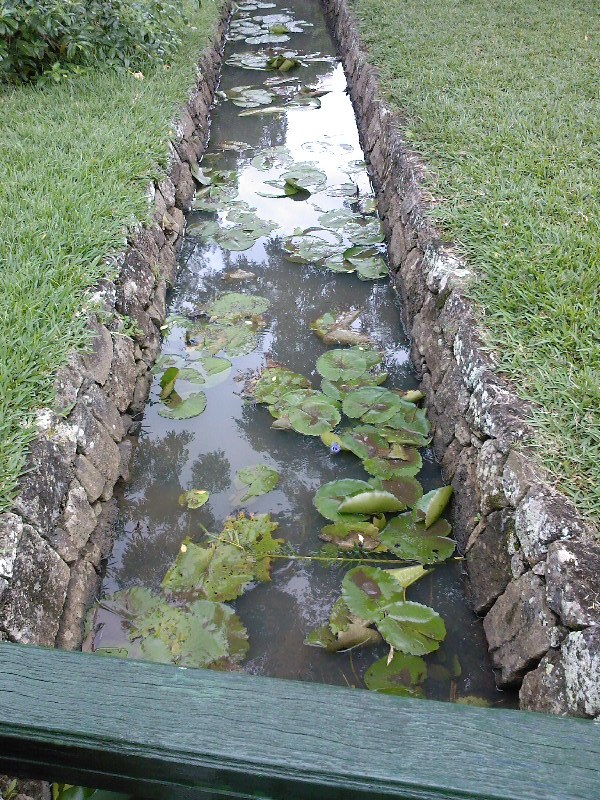 gal/Ile Maurice/SP_A0075_Pamplemouse_Garden_Pamplemousses_Garden.jpg